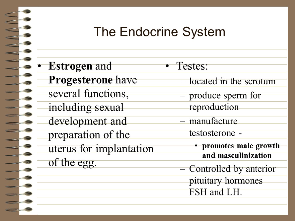 The Endocrine System Estrogen and Progesterone have several functions, including sexual development and preparation